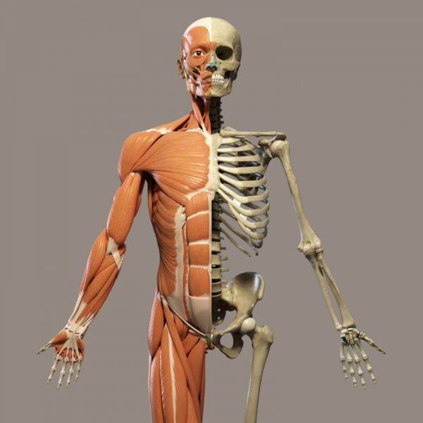 Hyperbaric Therapy for Musculoskeletal Disorders